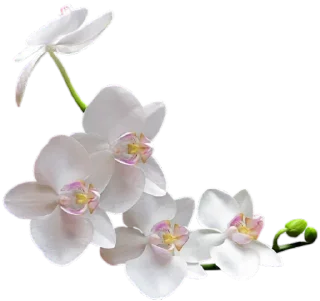 🌸