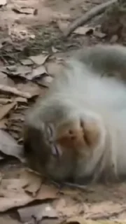 🥰