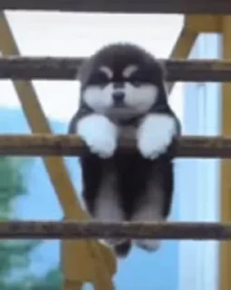 🐶