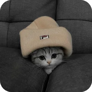 🐱