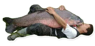 Fish @stickersb2b