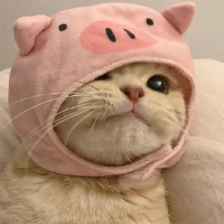 🐈