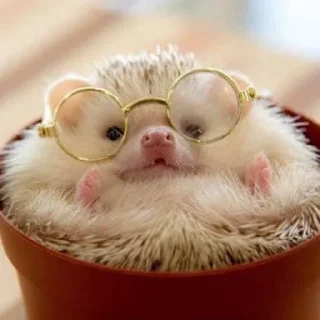 🦔