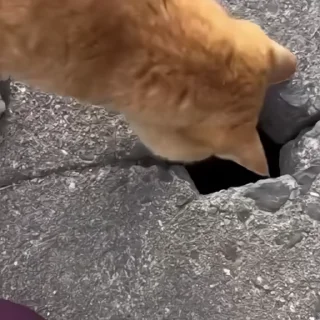 🐈‍⬛️
