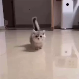 ᯓ★ котейки | @byalenkeii • @aesthetifypins