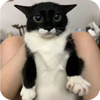 🐱