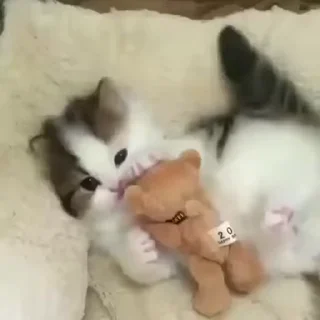 😻