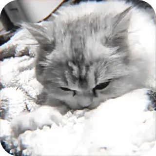 🌟