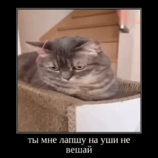 🐱