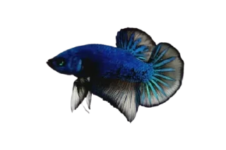 Fish @stickersb2b