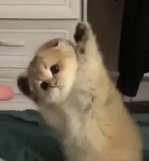 🤚