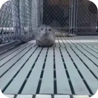 🏃‍♀️