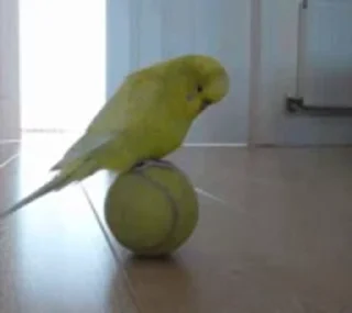 🎾