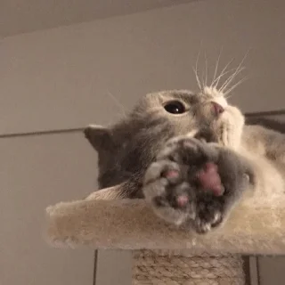 🤍
