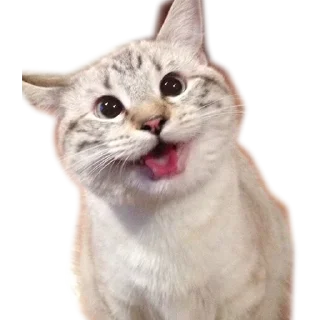 Meow @stickersb2b