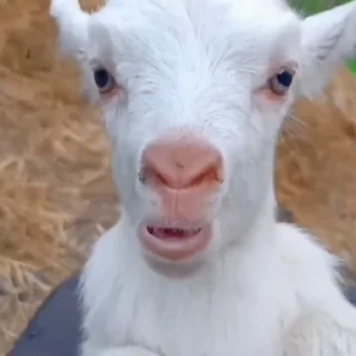 😡