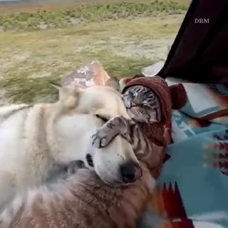 🐾