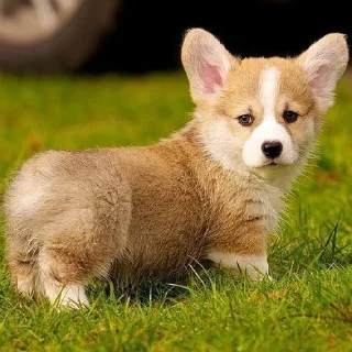 🐶