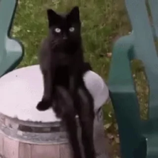 🐱