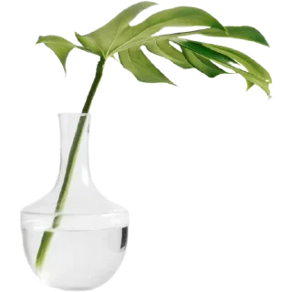 🌿