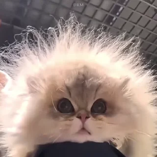 🐾