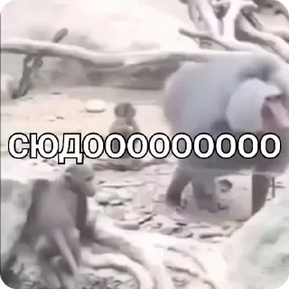 🌟