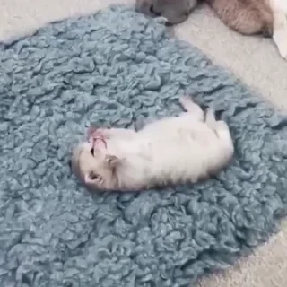 😻