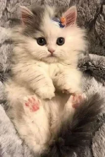 😺