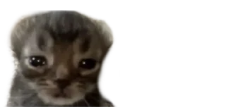 🐈