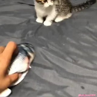 😼