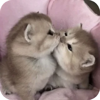 🐱