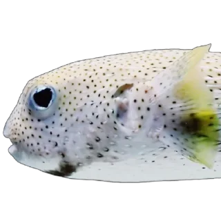 🐟