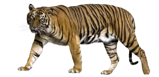🐅
