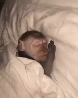🙈