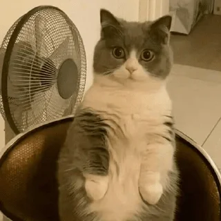 🐈