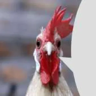 🐔