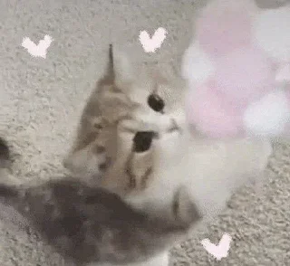 🐱