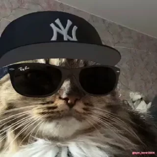 😎