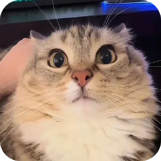🐱