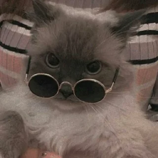 Cats🐱💜