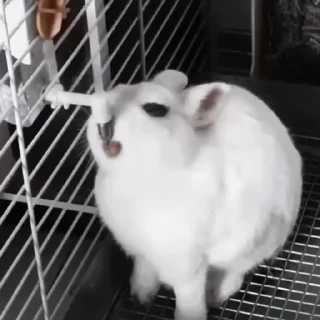 🐇