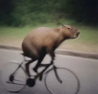 🚲