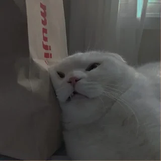 💗