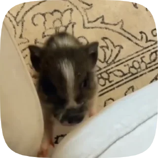 🐖