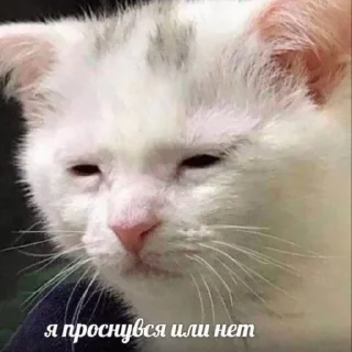 🤪