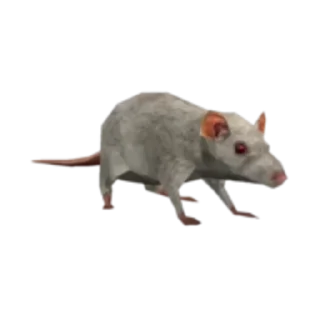 🐁