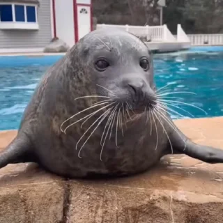 🦭
