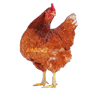 🐓