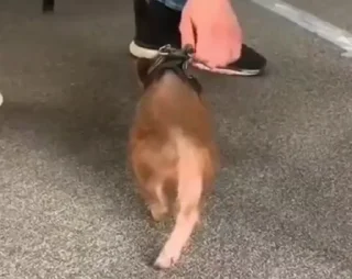 🐷