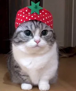 🐈